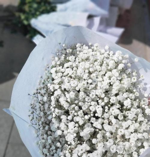 满天星的花语及其寓意是什么？