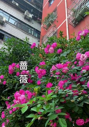 茉莉蔷薇的花语具体含义是什么？