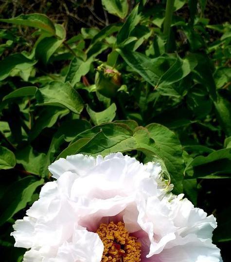 哪种绿色的花寓意最好？绿色花卉的花语是什么？