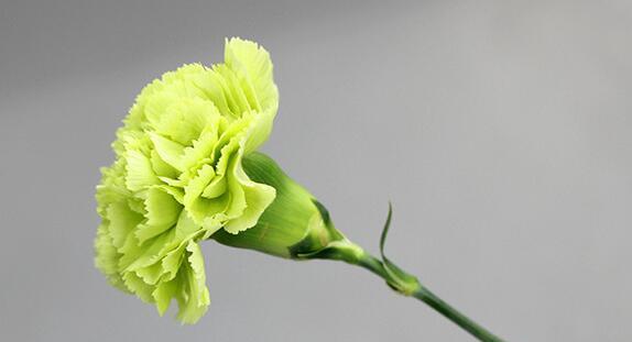 哪种绿色的花寓意最好？绿色花卉的花语是什么？
