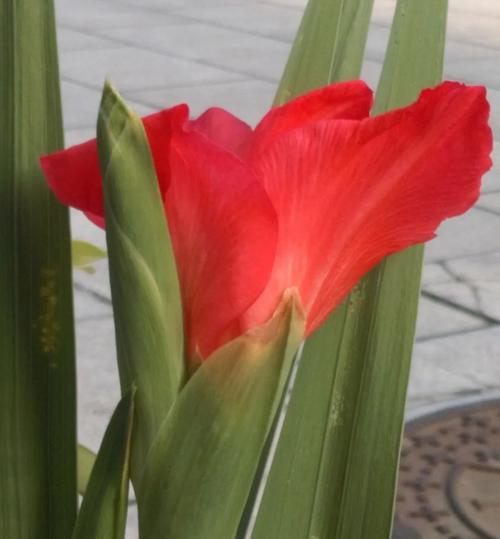 唐菖蒲花语是什么？唐菖蒲的颜色代表什么寓意？