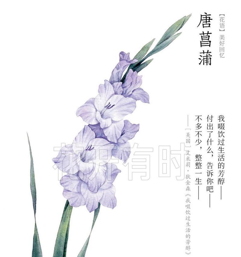 唐菖蒲花语是什么？唐菖蒲的颜色代表什么寓意？
