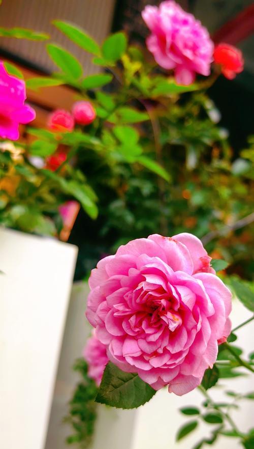 哪种花代表疲惫？花语中表示累了的是什么花？