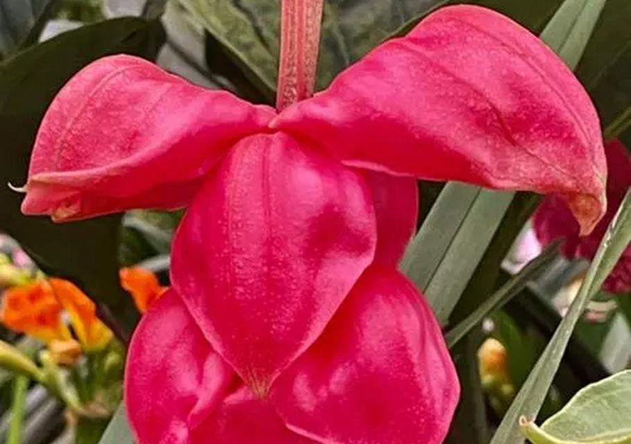 宝莲花寓意着什么？宝莲花的花语有哪些？