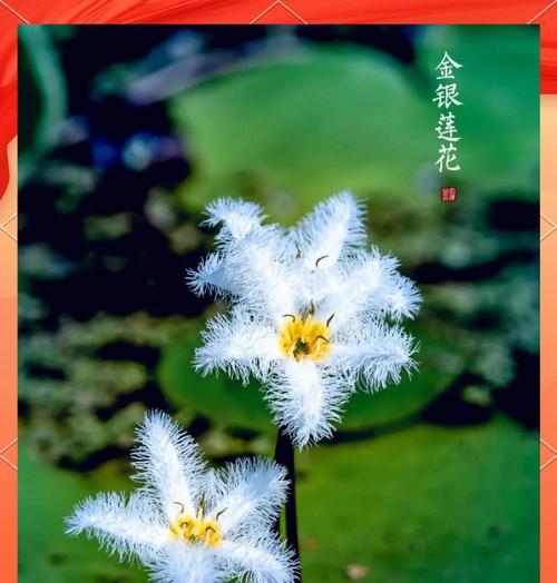 宝莲花寓意着什么？宝莲花的花语有哪些？