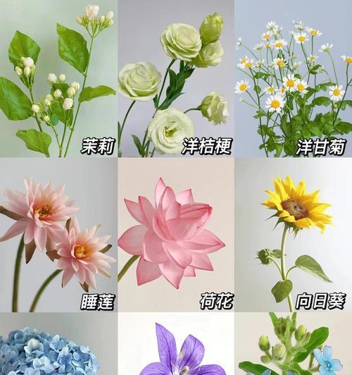 寓意美好的花有哪些？这些花的花语是什么？