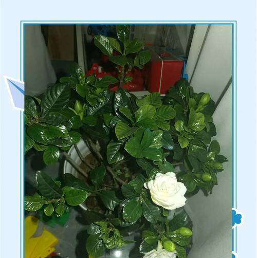 如意花语象征着什么？如意花的寓意有哪些？