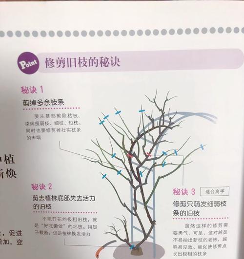 藤本月季的花语是什么？藤本月季代表什么寓意？