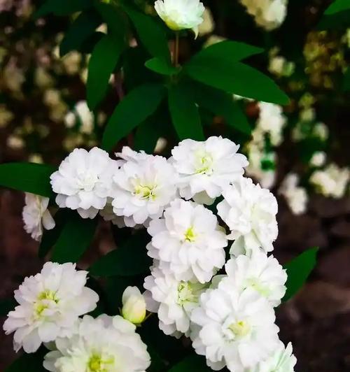 荼蘼花的花语及其象征意义是什么？