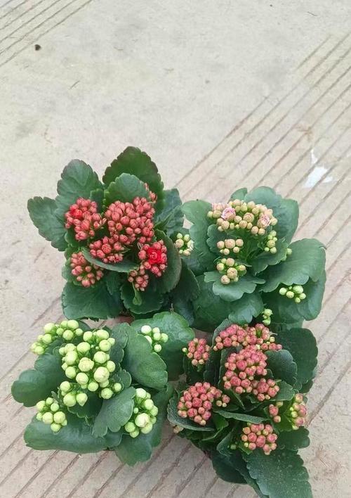 长寿花的特性及其花语是什么？