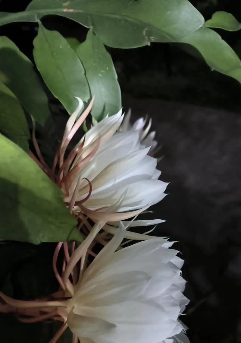 昙花的花语背后有哪些传说故事？