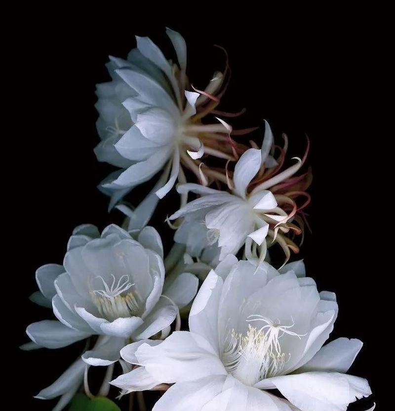 昙花的花语背后有哪些传说故事？
