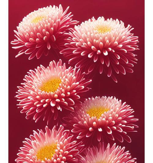 红色菊花赤炎的花语是什么？