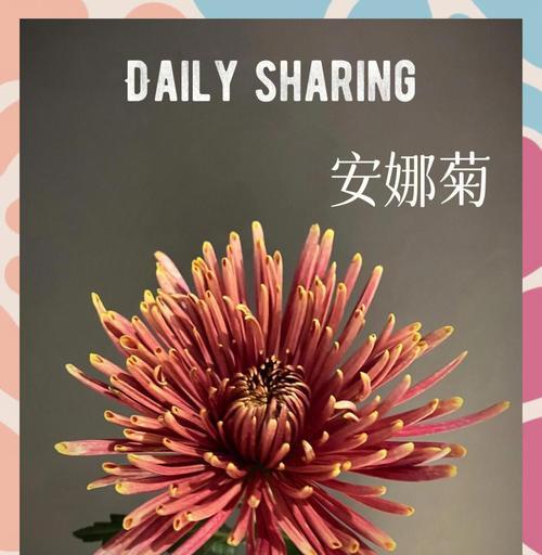 红色菊花赤炎的花语是什么？