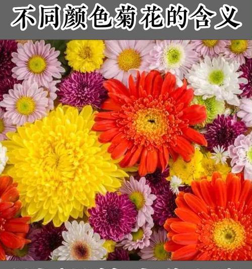 红色菊花赤炎的花语是什么？