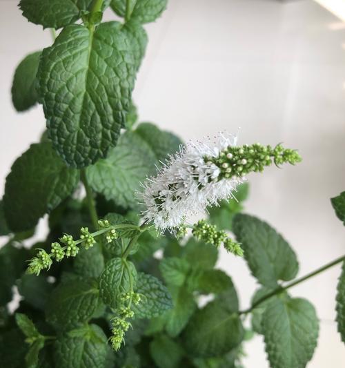 薄荷花的花语是什么？薄荷花有哪些特别的含义？