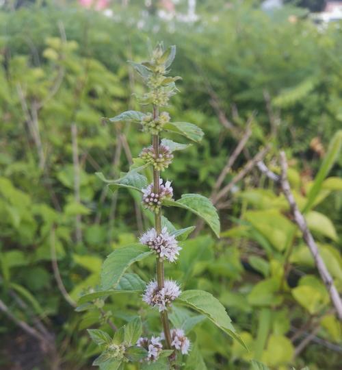 薄荷花的花语是什么？薄荷花有哪些特别的含义？