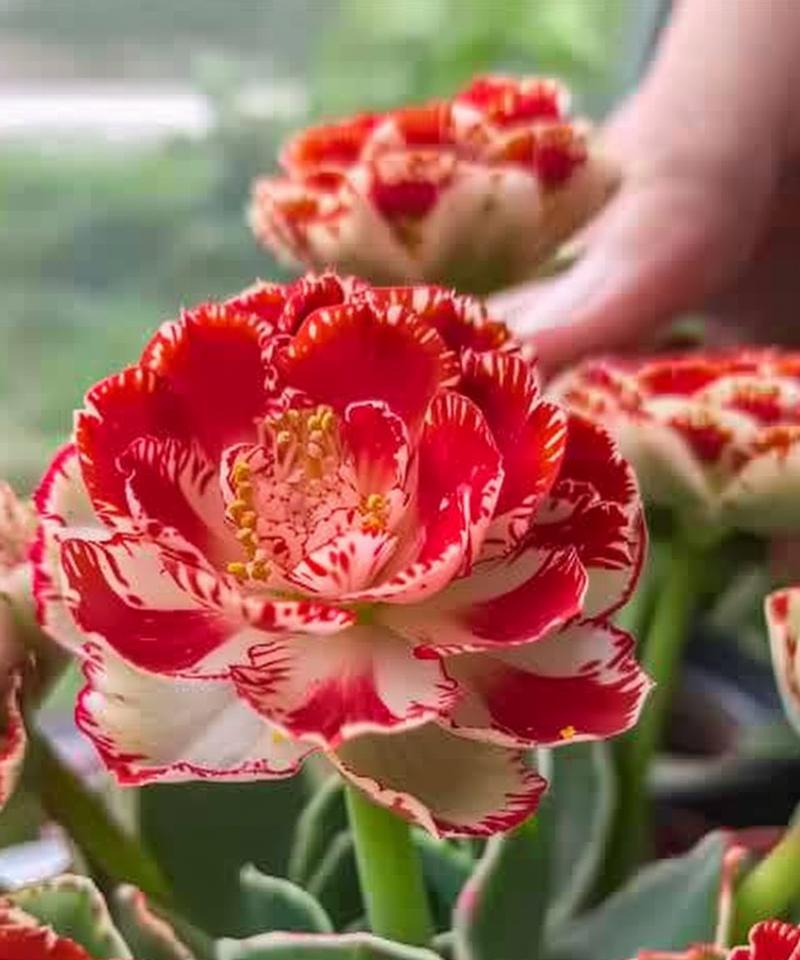 长寿花的花语的说说是什么？长寿花有哪些特别的含义？