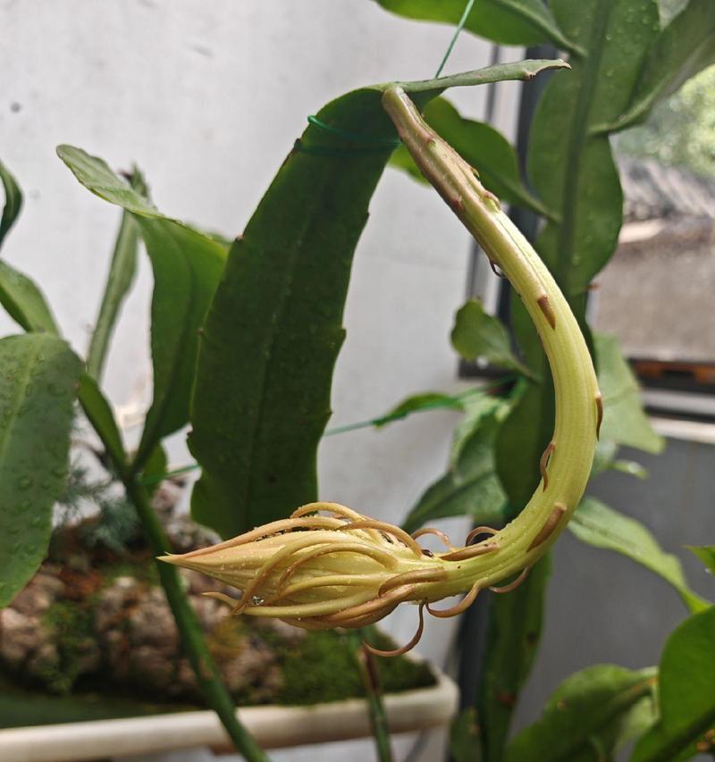 昙花的花语和寓意有何特别之处？