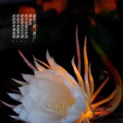 昙花的花语和寓意有何特别之处？
