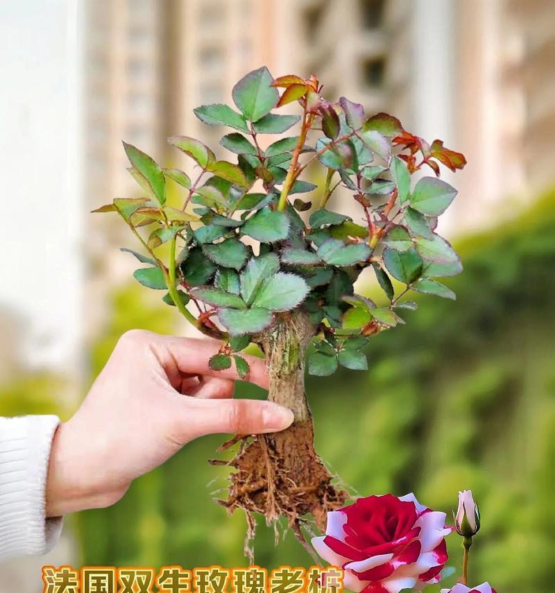 树花花语中分离的含义是什么？