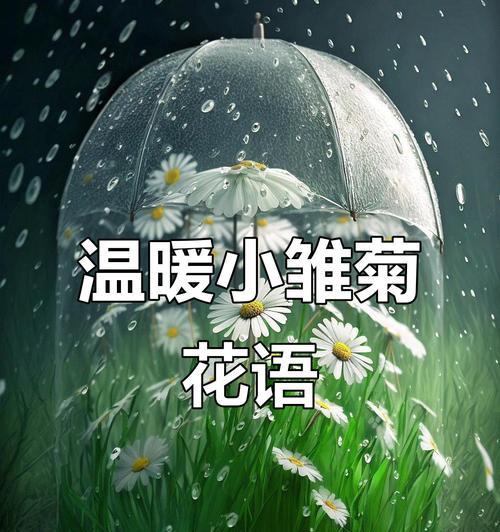 雏菊花语背后有什么故事？它代表了什么？