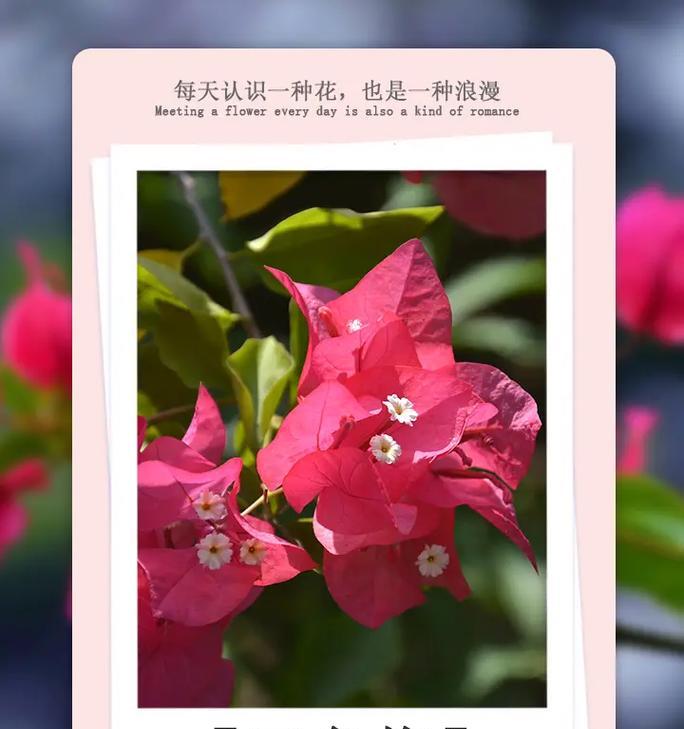 花朵花语排名中最好的是哪种？它们各自代表什么？