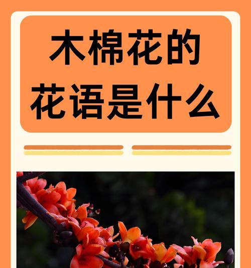 花朵花语排名中最好的是哪种？它们各自代表什么？