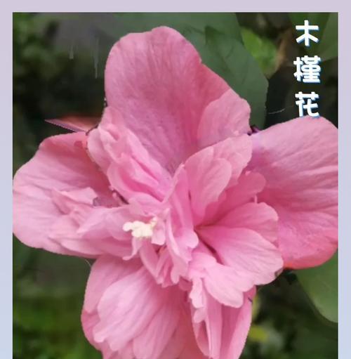 哪种花的花语是好好活？它代表了什么？