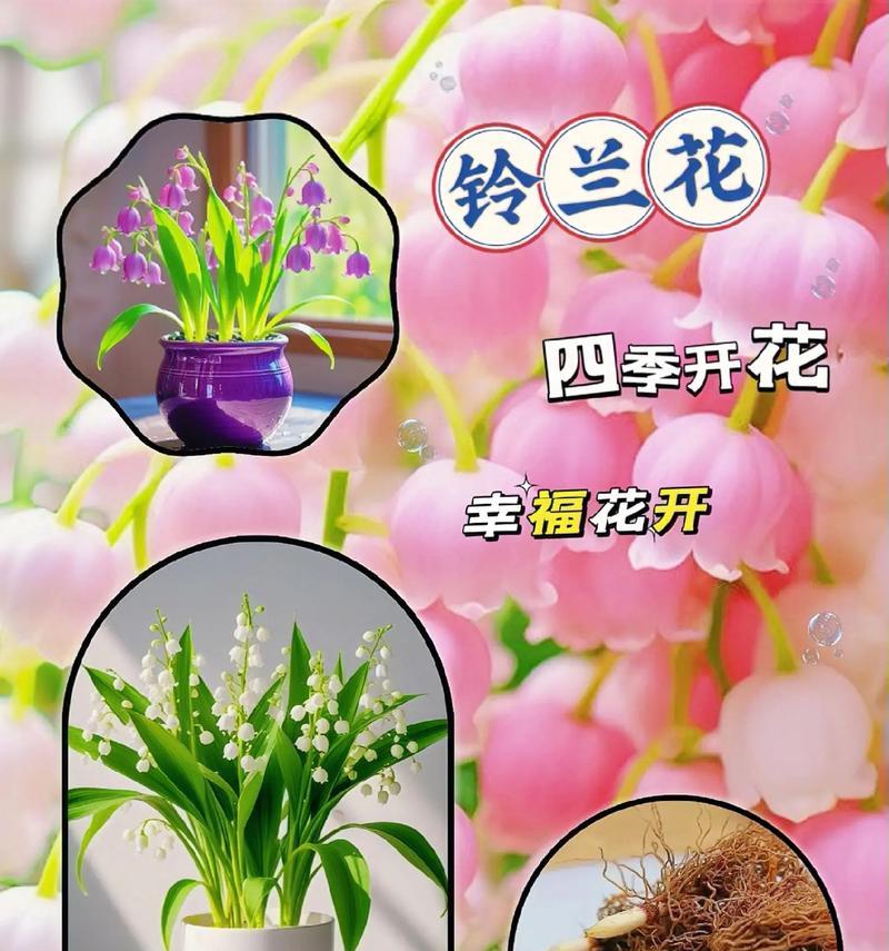 哪种花的花语是好好活？它代表了什么？