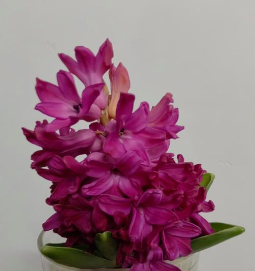 哪种花的花语是好好活？它代表了什么？