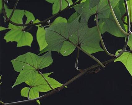 独占春的花语是什么？它代表了什么意义？