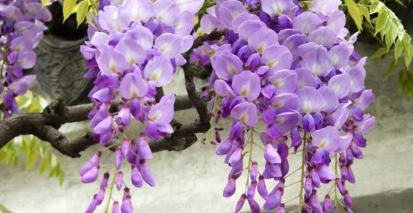 紫藤花的花语和传说是什么？