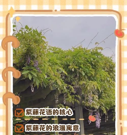 紫藤花的花语和传说是什么？
