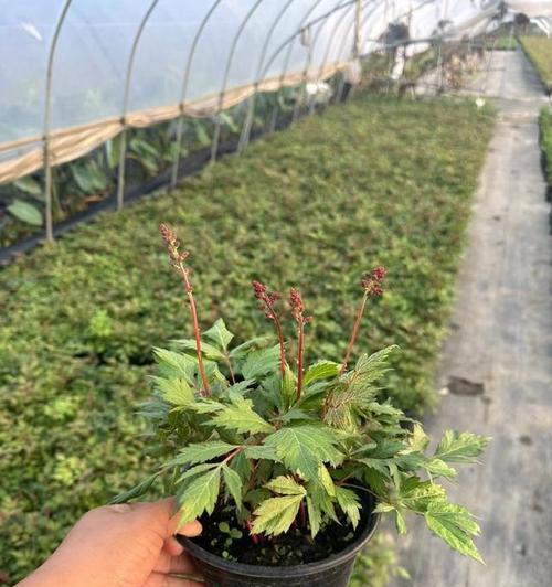 落新妇的花语有哪些含义？