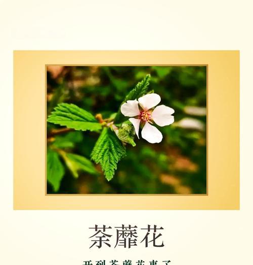 荼蘼花在拉丁语里的花语是什么？