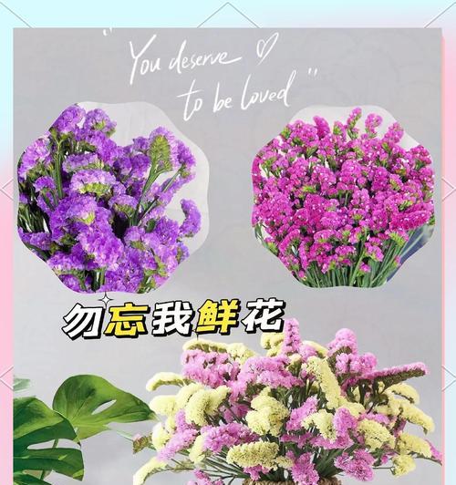 勿忘我的花语是什么？为何说它代表永久不变？