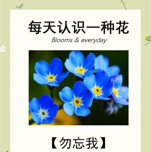 勿忘我的花语是什么？为何说它代表永久不变？