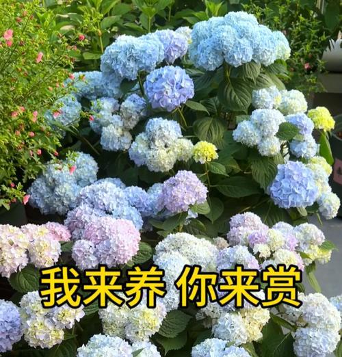 花语通常代表什么意义？它们各自有何含义？