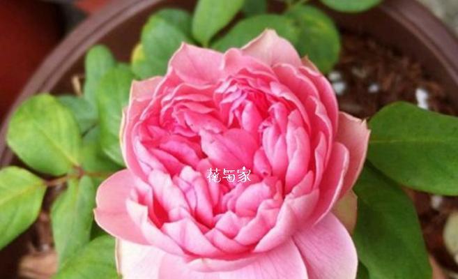 哪些花语带有不好的意思？它们通常代表什么？