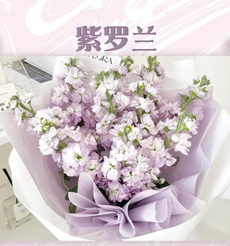 哪些花语与紫罗兰相配？它们有何共同之处？