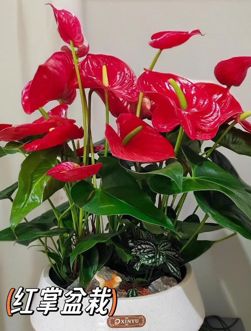红掌的花语是什么？它象征着怎样的精神？