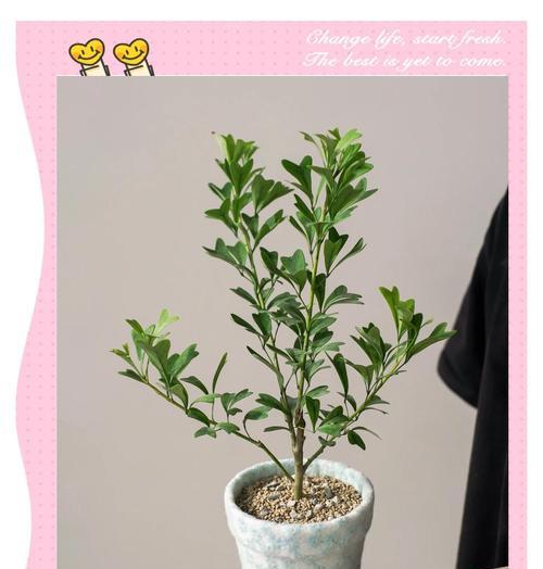 室内植物浇水的正确频率和技巧？