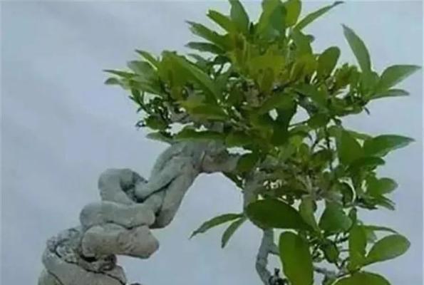 火棘盆景制作方法是什么？