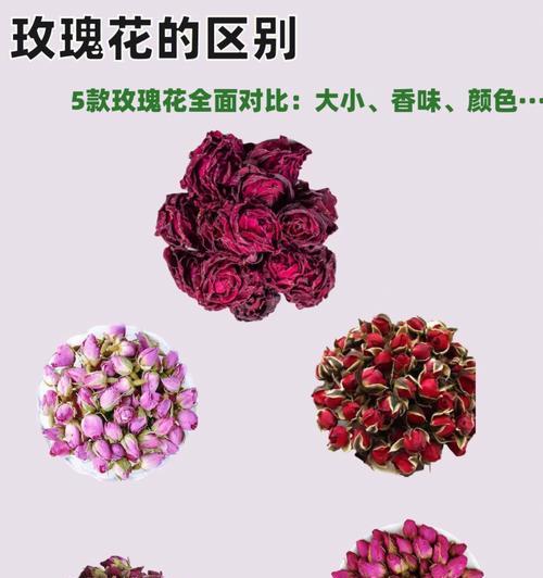 玫瑰花有哪些不同种类？它们各自的特性是什么？