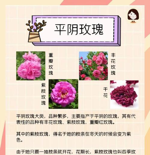 玫瑰花有哪些不同种类？它们各自的特性是什么？