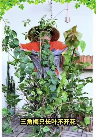 三角梅花芽如何辨认？怎样促进花芽分化？