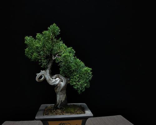 微型盆景制作步骤是什么？制作微型盆景需要注意什么？