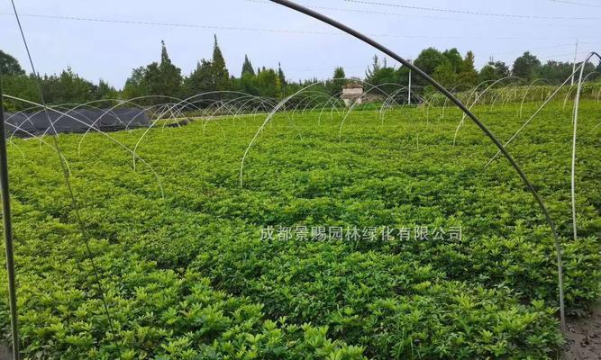 花叶鸭脚木的养殖技巧是什么？