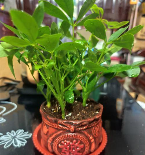 花叶鸭脚木的养殖技巧是什么？